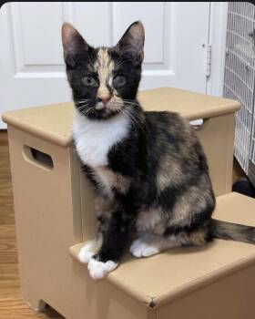 Quill -  Domestic Short Hair Cat for Adoption in Newtown Square, Pennsylvania - Quill | PetCurious