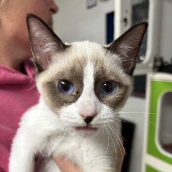 Starla -  Siamese Cat for Adoption in Newport, North Carolina - Starla | PetCurious