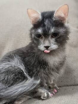 Munchkin and Lykoi Cats Available for Adoption in Medford Lakes, New Jersey - Blueberry  | PetCurious