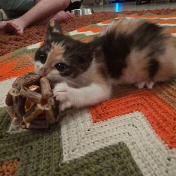 Toni Hawk -  Domestic Short Hair Cat for Adoption in Austin, Texas - Toni Hawk | PetCurious