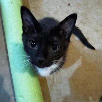 Domestic Medium Hair Cats Available for Adoption in Roanoke, Virginia - Binky | PetCurious