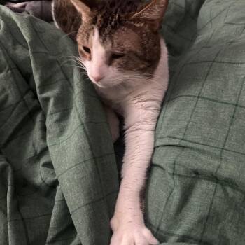 August -  Domestic Short Hair Cat for Adoption in Buffalo, New York - August | PetCurious