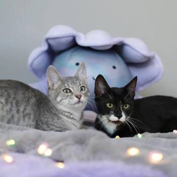 Pearl & Coral -  Domestic Short Hair and Tuxedo Cat for Adoption in Coral Gables, Florida - Pearl & Coral | PetCurious