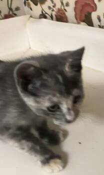 Portia - ET -  Domestic Short Hair Cat for Adoption in Greenville, South Carolina - Portia - ET | PetCurious