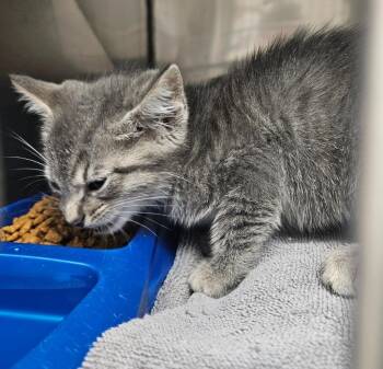 Ash -  Domestic Short Hair Cat for Adoption in Mocksville, North Carolina - Ash | PetCurious