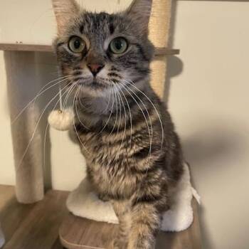 Domestic Long Hair Cats Available for Adoption in Syracuse, New York - Daisy | PetCurious