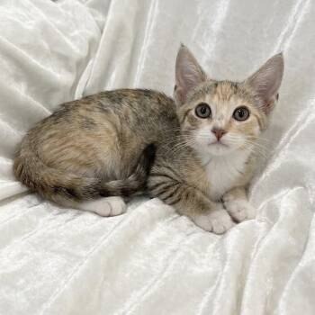 Apple -  Domestic Short Hair Cat Available for Adoption in Miami, Florida - Apple | PetCurious
