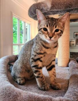 Flora -  Domestic Short Hair Cat for Adoption in Reston, Virginia - Flora | PetCurious