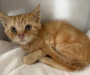 Bubble Guppy -  Domestic Short Hair Cat for Adoption in Westland, Michigan - Bubble Guppy | PetCurious