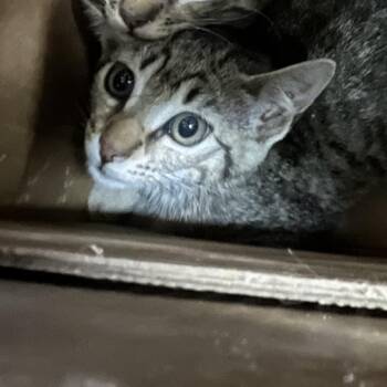 Warden -  Domestic Short Hair Cat for Adoption in Philadelphia, Pennsylvania - Warden | PetCurious