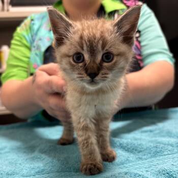 Rescue Domestic Short Hair Cats for Adoption in York, Pennsylvania - Jasper | PetCurious