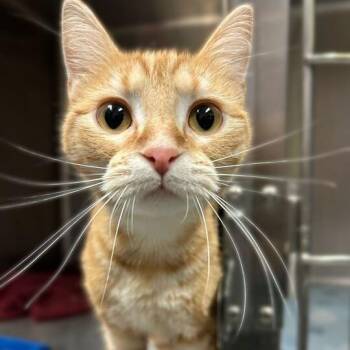 Domestic Short Hair Cats Available for Adoption - Gamora | PetCurious