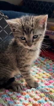 Rescue Domestic Short Hair Cats for Adoption in Hawthorne, New Jersey - Orin | PetCurious