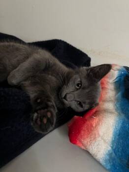 Estelle (and Nedra) -  Domestic Short Hair Cat for Adoption in New York, New York - Estelle (and Nedra) | PetCurious