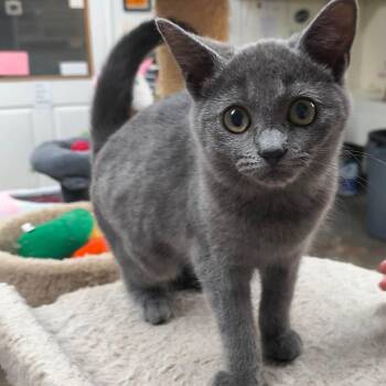 Puff -  Domestic Short Hair Cat for Adoption in Saint Marys, Pennsylvania - Puff | PetCurious