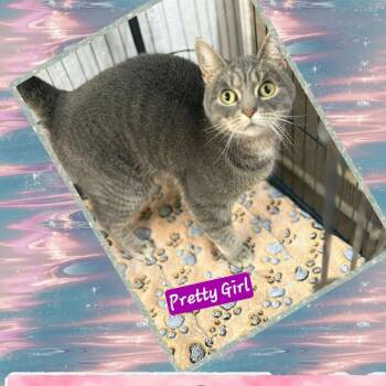 Domestic Short Hair Cats Available for Adoption - Pretty Girl | PetCurious