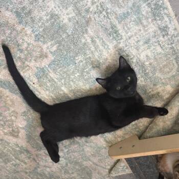 Black Bear -  Domestic Medium Hair Cat for Adoption in Bulverde, Texas - Black Bear | PetCurious