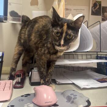 Domestic Short Hair Cats Available for Adoption in Pekin, Illinois - Jessie | PetCurious
