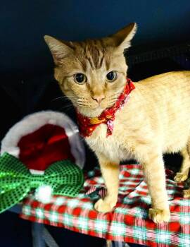 Rescue Domestic Short Hair Cats for Adoption in Pegram, Tennessee - CHUCKY | PetCurious