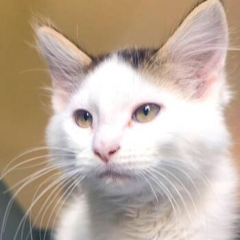 Ernie Brasuell-Grey -  Domestic Medium Hair Cat for Adoption in Morrison, Colorado - Ernie Brasuell-Grey | PetCurious
