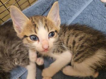 CAGE -  Domestic Short Hair Cat for Adoption in Tustin, California - CAGE | PetCurious