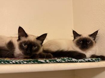 Cherry -  Siamese Cat for Adoption in Vancouver, Washington - Cherry | PetCurious