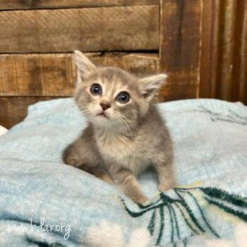 Bonita -  Domestic Short Hair Cat for Adoption in Cheyenne, Wyoming - Bonita | PetCurious