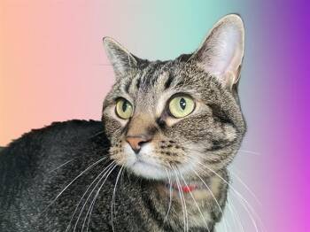 LEA -  Domestic Short Hair Cat for Adoption in Fort Lauderdale, Florida - LEA | PetCurious