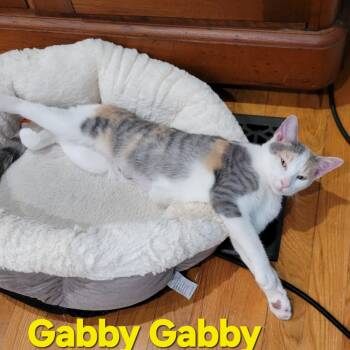 Gabby Gabby -  Calico and Domestic Short Hair Cat for Adoption in Smithfield, Virginia - Gabby Gabby | PetCurious
