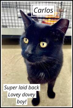 Domestic Short Hair Cats Available for Adoption - Carlos (FCID# 01/06/2026 - 408) Willow Grove | PetCurious