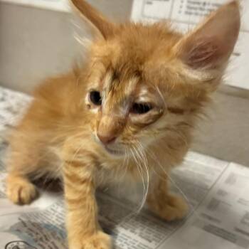 Mist -  Domestic Short Hair Cat for Adoption in Yuma, Arizona - Mist | PetCurious