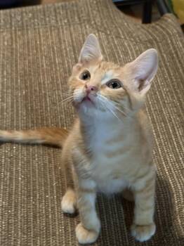 Butters -  Domestic Short Hair and Tabby Cat for Adoption in Greensboro, North Carolina - Butters | PetCurious