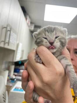 Domestic Short Hair Cats Available for Adoption in Bemidji, Minnesota - Pretty Patches Kitten #2 (grey Female) | PetCurious