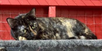Roo -  Domestic Short Hair Cat for Adoption in Centerville, Georgia - Roo | PetCurious