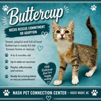 BUTTERCUP  Available NOW - ADOPTION or RESCUE! -  Domestic Short Hair Cat for Adoption in Nashville, North Carolina - BUTTERCUP  Available NOW - ADOPTION Or RESCUE! | PetCurious