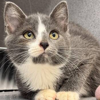 Meg -  Domestic Short Hair Cat for Adoption in Waterloo, Iowa - Meg | PetCurious