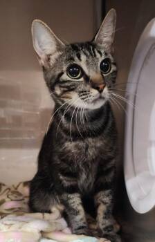 Vaela -  Domestic Short Hair Cat for Adoption in Cottonwood, Arizona - Vaela | PetCurious