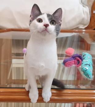 Raindrop -  Domestic Short Hair Cat for Adoption in Toronto, Ontario - Raindrop | PetCurious