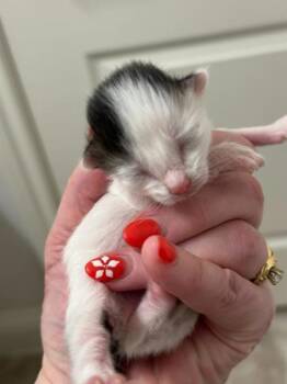 Domestic Medium Hair and Domestic Short Hair Cats Available for Adoption in Fort Worth, Texas - Dulce | PetCurious