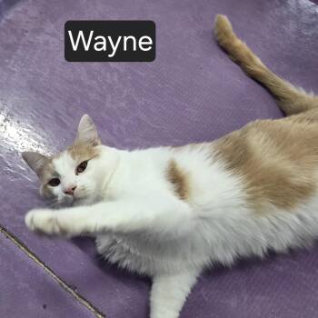 Wayne -  Domestic Short Hair Cat Available for Adoption in Snow Hill, North Carolina - Wayne | PetCurious