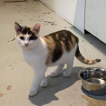 Rescue Dilute Calico Cats for Adoption in Stanstead, Quebec - Sprout | PetCurious