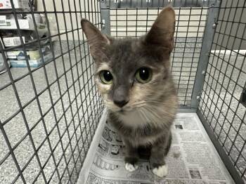 Domestic Short Hair Cats Available for Adoption in Pasadena, Texas - A184515 | PetCurious