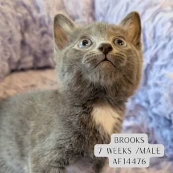 Brooks -  Domestic Short Hair Cat Available for Adoption - Brooks | PetCurious