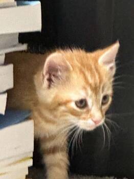 Dax ‘26 -  Domestic Short Hair Cat for Adoption in Virginia Beach, Virginia - Dax ‘26 | PetCurious