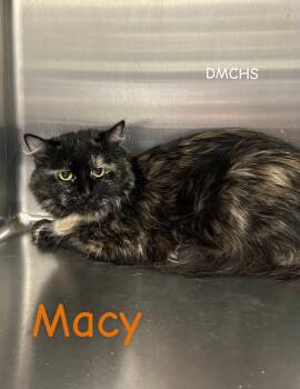 Domestic Long Hair Cats Available for Adoption in Burlington, Iowa - Macy | PetCurious