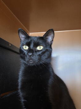 Rescue Domestic Short Hair Cats for Adoption in Laramie, Wyoming - Yarrow | PetCurious