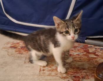 Chase -  Domestic Short Hair Cat for Adoption in Greenwood, Indiana - Chase | PetCurious
