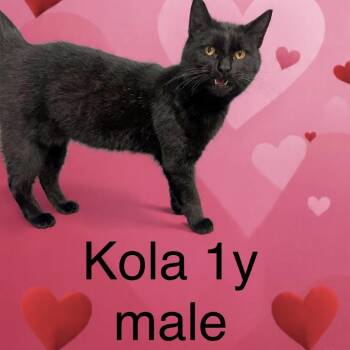 Domestic Short Hair Cats Available for Adoption - Kola | PetCurious