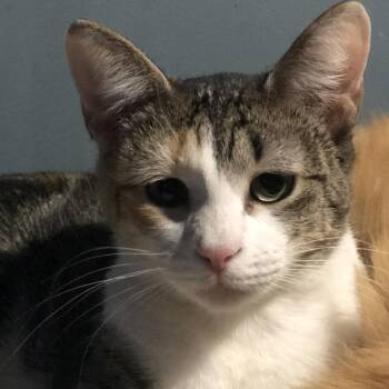 Rescue Domestic Short Hair Cats for Adoption in Atoka, Tennessee - Kiki - Shy | PetCurious