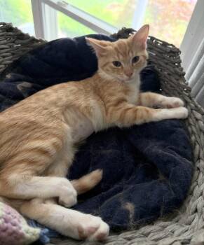 Zephyr -  Domestic Short Hair Cat for Adoption in Mishawaka, Indiana - Zephyr | PetCurious